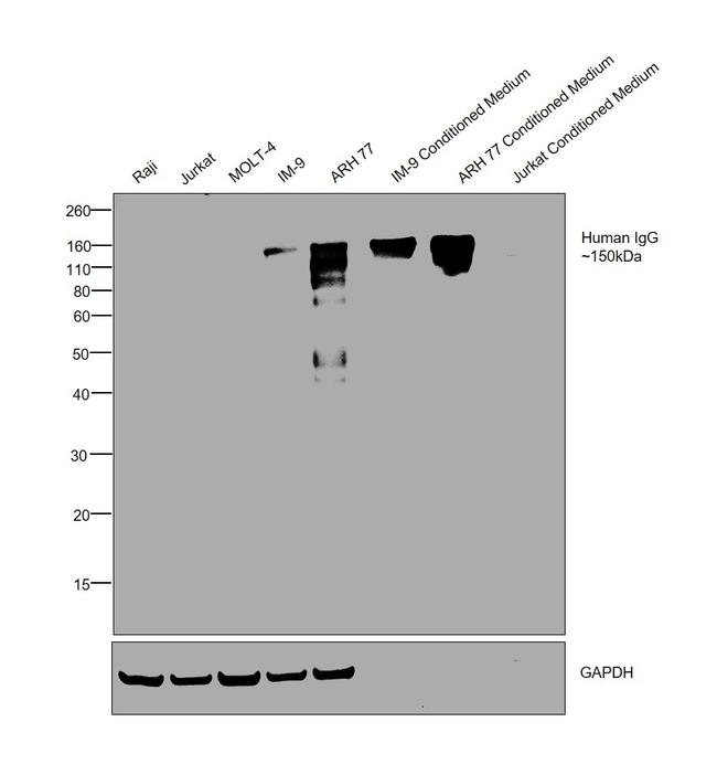 Invitrogen™ Goat anti-Human IgG Fc Secondary Antibody, HRP, 1mg