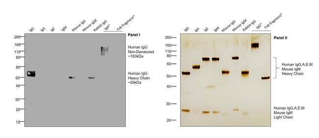 Invitrogen™ Goat anti-Human IgG Fc Secondary Antibody, HRP, 1mg