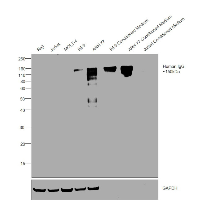 Invitrogen™ Goat anti-Human IgG Fc Secondary Antibody, HRP, 1mg
