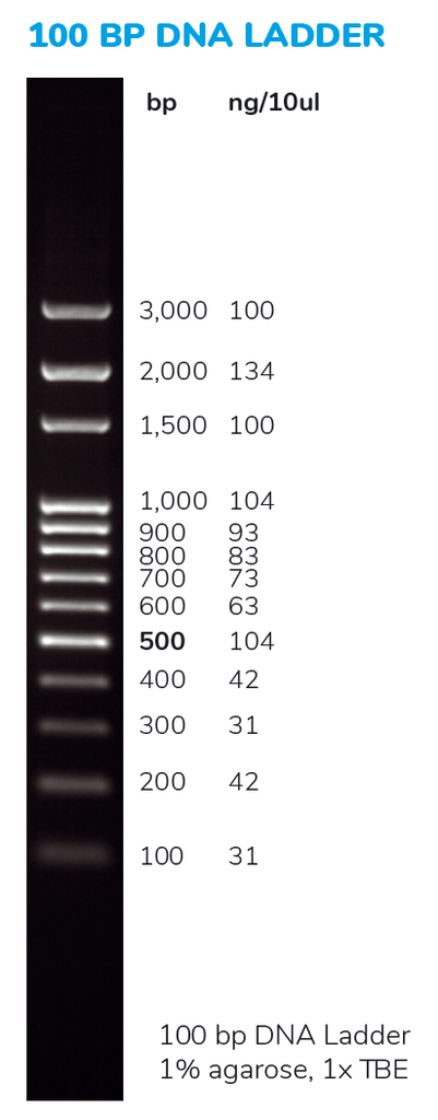 Solis BioDyne 100 bp DNA Ladder Ready to Load