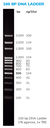 Solis BioDyne 100 bp DNA Ladder Ready to Load