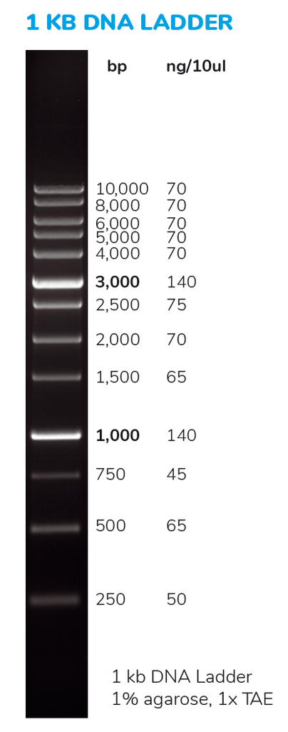 Solis BioDyne 1 kb DNA Ladder Ready to Load