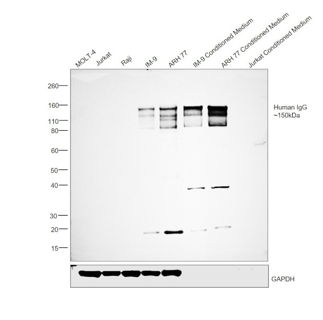 Invitrogen™ Goat anti-Human IgG (H+L) Secondary Antibody, HRP