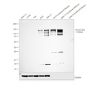 Invitrogen™ Goat anti-Human IgG (H+L) Secondary Antibody, HRP