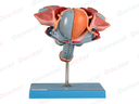 GD Model of Male Genital Organs