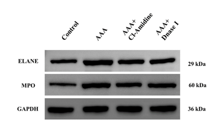 MCE DNase I, from Bovine Pancreas