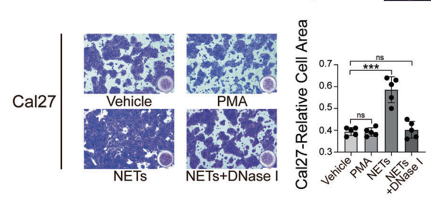 MCE DNase I, from Bovine Pancreas