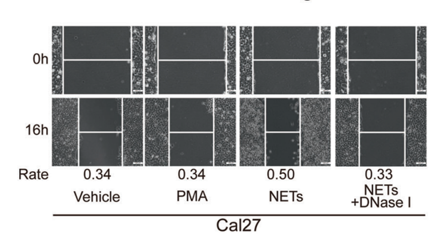 MCE DNase I, from Bovine Pancreas