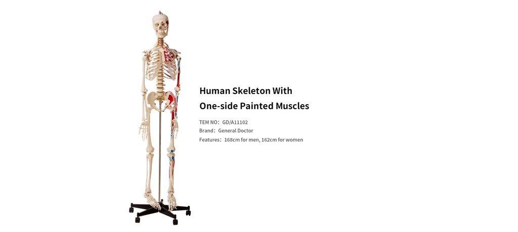 GD Human Skeletal System with One-Side Painted Muscles