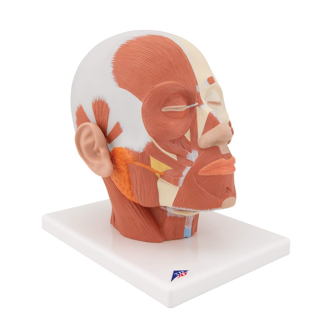 3B Scientific® VB127 Head and Neck Musculature – 3B Smart Anatomy