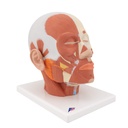 3B Scientific® VB127 Head and Neck Musculature – 3B Smart Anatomy