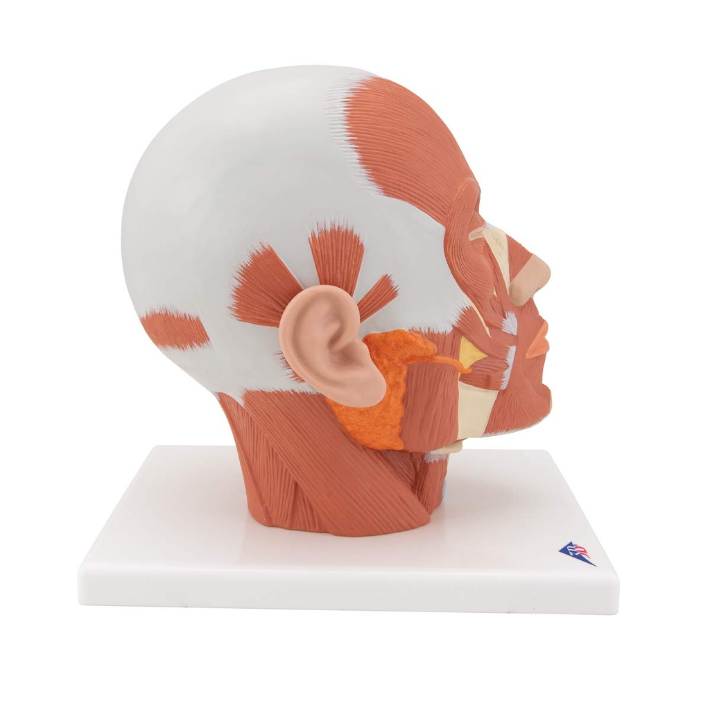 3B Scientific® VB127 Head and Neck Musculature – 3B Smart Anatomy