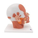 3B Scientific® VB127 Head and Neck Musculature – 3B Smart Anatomy