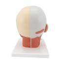 3B Scientific® VB127 Head and Neck Musculature – 3B Smart Anatomy