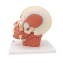 3B Scientific® VB127 Head and Neck Musculature – 3B Smart Anatomy