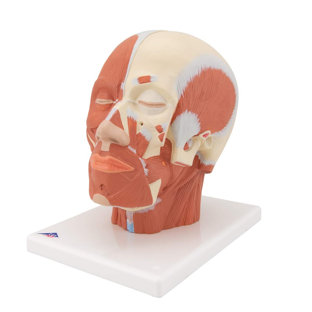 3B Scientific® VB127 Head and Neck Musculature – 3B Smart Anatomy
