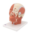 3B Scientific® VB127 Head and Neck Musculature – 3B Smart Anatomy
