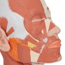 3B Scientific® VB127 Head and Neck Musculature – 3B Smart Anatomy