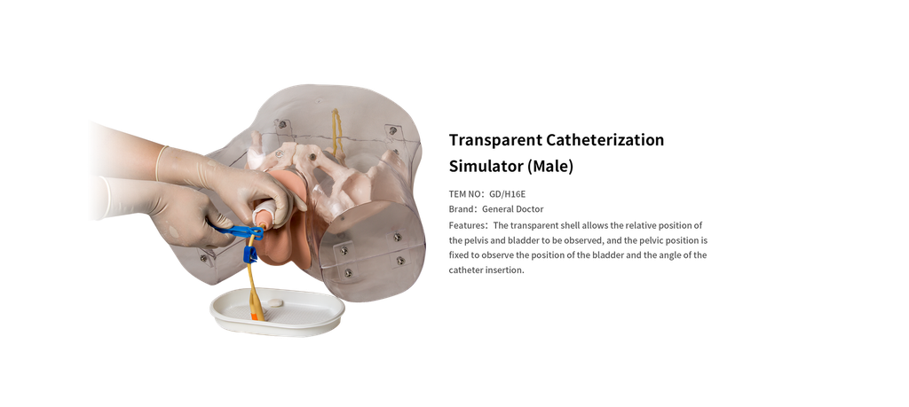 GD Transparent Catheterization Simulator Model