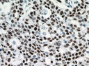 Proteintech™ p53 Monoclonal Antibody (6C4B6), 150 µL 