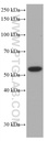 Proteintech™ p53 Monoclonal Antibody (6C4B6), 150 µL 