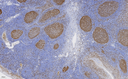 Proteintech™ Ki-67 Monoclonal Antibody (1B9H2), 150 µL