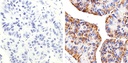Invitrogen™ Claudin 2 Monoclonal Antibody (12H12), 100 µg