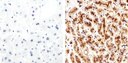 Invitrogen™ Claudin 2 Monoclonal Antibody (12H12), 100 µg