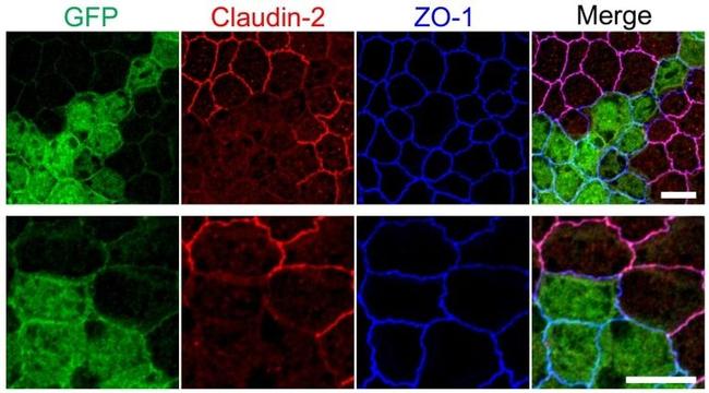Invitrogen™ Claudin 2 Monoclonal Antibody (12H12), 100 µg