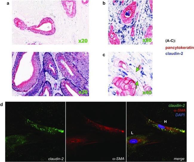 Invitrogen™ Claudin 2 Monoclonal Antibody (12H12), 100 µg
