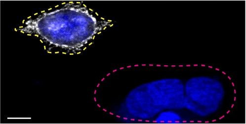 Invitrogen™ CD44 Monoclonal Antibody (IM7), eBioscience™
