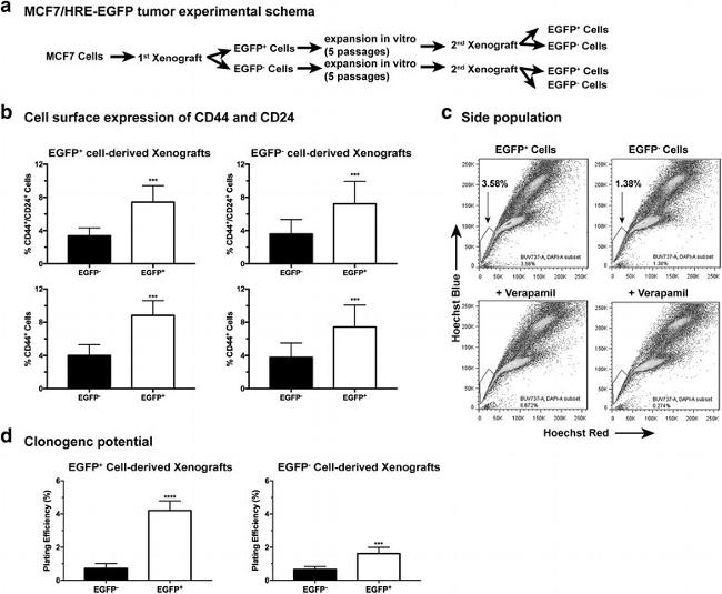 Invitrogen™ CD44 Monoclonal Antibody (IM7), eBioscience™