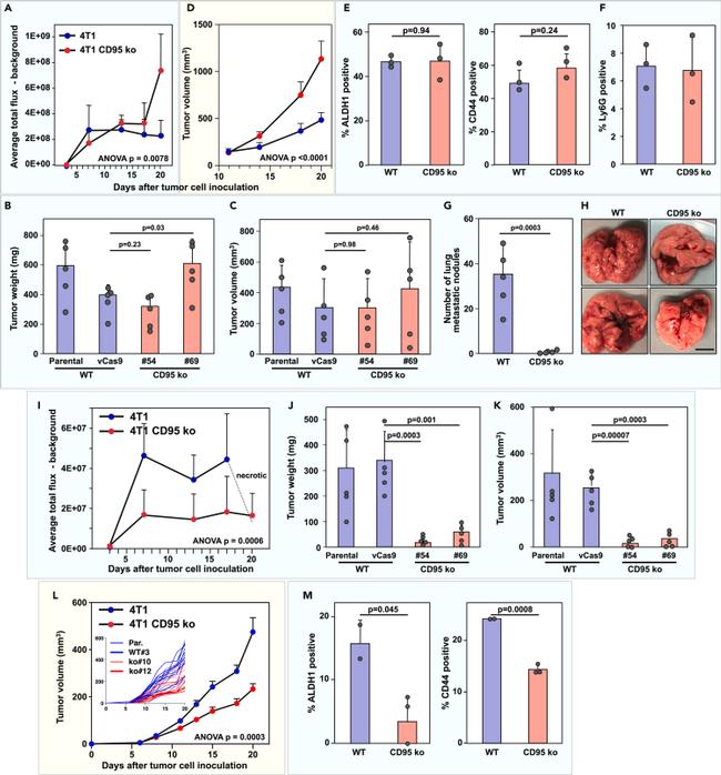 Invitrogen™ CD44 Monoclonal Antibody (IM7), eBioscience™