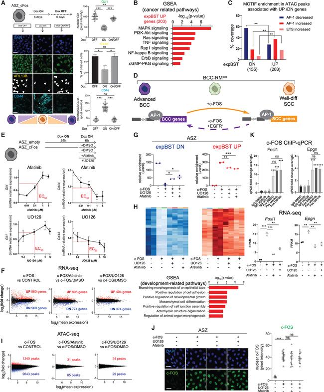 Invitrogen™ CD44 Monoclonal Antibody (IM7), eBioscience™