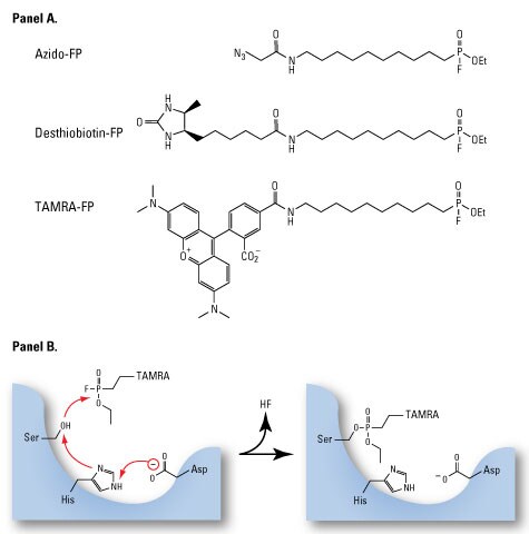 Thermo Scientific™ ActivX™ TAMRA-FP Serine Hydrolase Probe, 	6.8 μg
