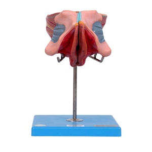 GD Model of Female Genital Organs