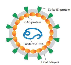 COVID 19 Spike Coronavirus Pseudovirus