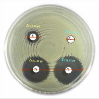 [9254] Liofilchem® Penicillin G 1+ Clavulanic acid 20 PC Antimicrobial Susceptibility Discs, 20 µg
