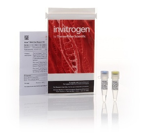 Invitrogen™ Anza™ DNA End Repair Kit, 20 Rxns