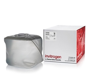 Invitrogen™ RNaseZap™ RNase Decontamination Solution