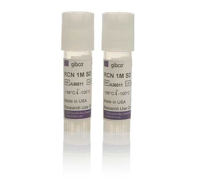 Gibco™ Primary Rat Cortex Neurons, Sprague Dawley