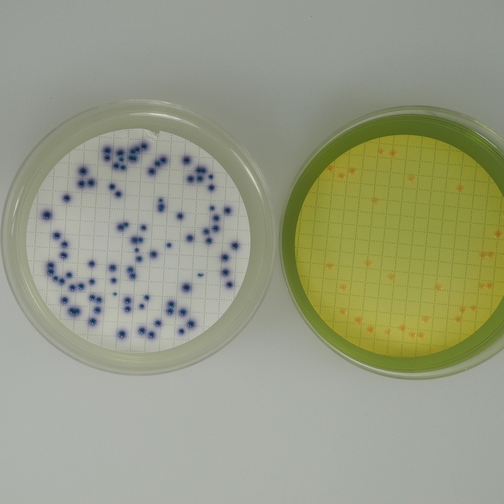 Liofilchem® Chromatic™ Coliform Agar ISO 