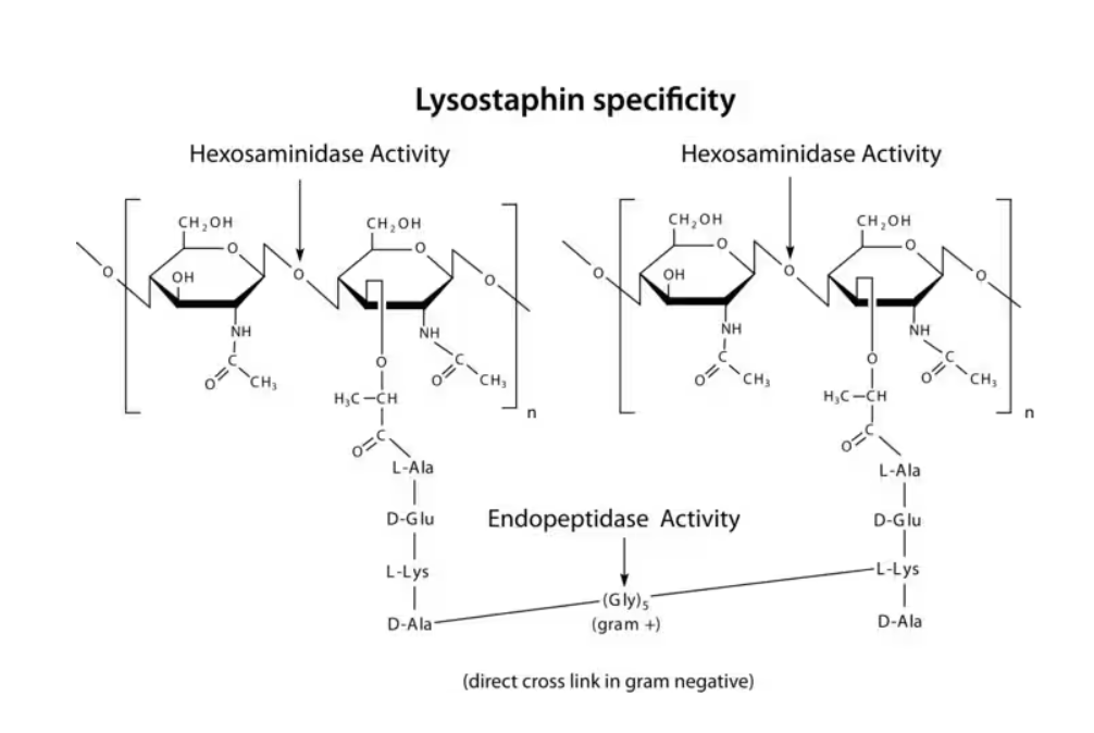 Sigma-Aldrich Lysostaphin from Staphylococcus staphylolyticus ≥500 units/mg protein