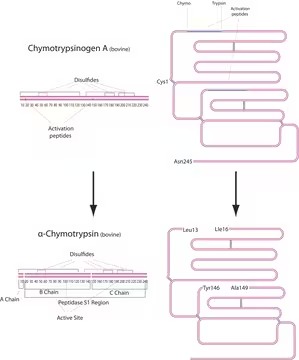 MCE Chymotrypsin, TLCK-treated 