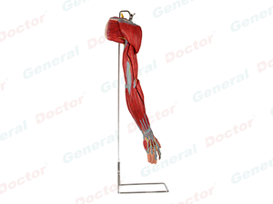 GD Muscles of Arm with Main Vessels and Nerves Model 