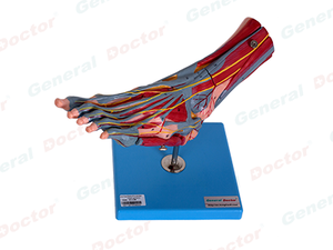 GD Muscles of Foot with Main Vessels and Nerves 