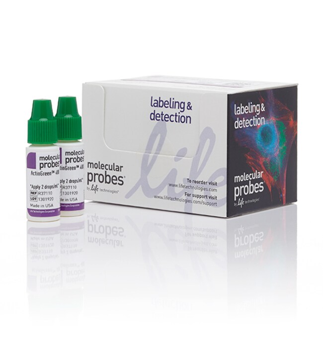 Invitrogen™ ActinRed™ 555 ReadyProbes™ Reagent 