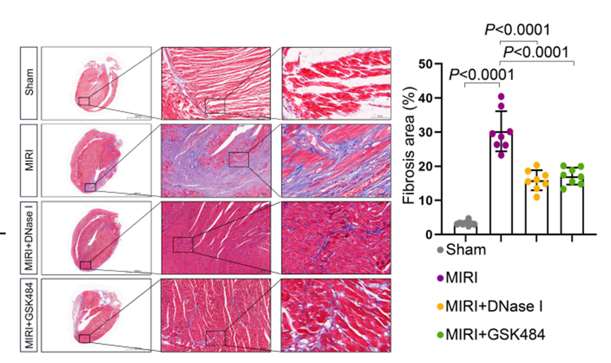 MCE DNase I, from Bovine Pancreas
