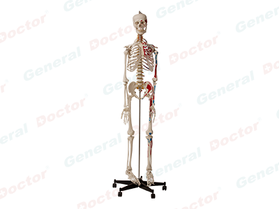 GD Human Skeletal System with One-Side Painted Muscles