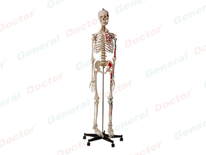 GD Human Skeletal System with One-Side Painted Muscles